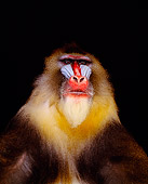 PRM 04 RK0029 05
Close Up Head Shot Of Mandrill Facing Camera Studio Background