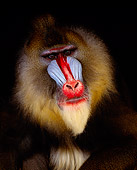 PRM 04 RK0029 21
Close Up Head Shot Of Mandrill Facing Camera Studio Background
