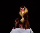PRM 04 RK0031 02
Full Body Shot Of Mandrill Sitting On White Box Facing Camera Studio Background