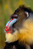 PRM 04 RK0037 37
Profile Head Shot Of Mandrill