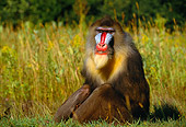 PRM 04 RK0042 02
Mandrill Sitting By Tall Grass