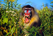 PRM 04 RK0048 11
Mandrill Sitting In Tall Grass Field Baring Teeth Blue Sky