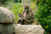 PRM 04 RK0050 04
Mandrill Mother Caring For Young