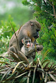 PRM 04 RK0050 07
Mandrill Mother Caring For Young