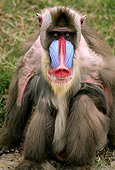 PRM 04 RK0052 07
Mandrill Sitting Facing Camera