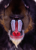 PRM 04 RK0062 09
Head Shot Of Mandrill Studio