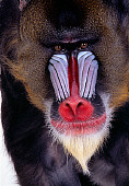PRM 04 RK0062 12
Head Shot Of Mandrill Studio