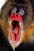 PRM 04 RK0064 07
Close-Up Of Mandrill Vocalizing On White Seamless