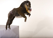 PRM 04 RK0067 01
Mandrill Jumping Off White Block White Seamless Background