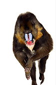 PRM 04 RK0075 01
Mandrill Jumping Off Towards Camera White Seamless