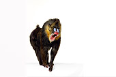 PRM 04 RK0076 01
Mandrill Standing On White Block Mouth Open White Seamless