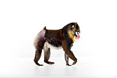 PRM 04 RK0077 01
Mandrill Walking On White Seamless
