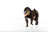 PRM 04 RK0079 01
Mandrill Walking Across White Seamless