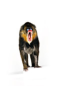 PRM 04 RK0080 01
Mandrill Standing On White Block With Mouth Open White Seamless