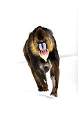 PRM 04 RK0081 01
Mandrill Walking Across White Seamless Towards Camera