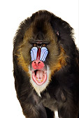 PRM 04 RK0083 01
Head Shot Of Mandrill With Mouth Open On White Seamless