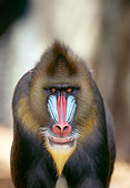 PRM 04 TL0001 01
Portrait Head On Head Shot Of Mandrill
