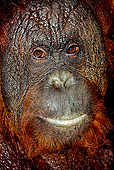 PRM 05 GL0001 01
Head Shot Of Male Orangutan Indonesia