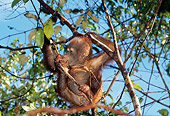 PRM 05 GL0002 01
Baby Orangutan Hanging In Tree And Sucking Toes