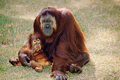 PRM 05 GL0003 01
Orangutan Mother And Baby Sitting On Grass
