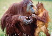 PRM 05 GL0004 01
Close-Up Of Orangutan Mother And Baby Sitting On Grass Kissing