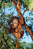 PRM 05 GL0005 01
Orangutan Baby Clinging To Tree Branch