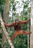 PRM 05 GL0006 01
Orangutan Climbing Between Two Trees