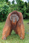 PRM 05 GL0007 01
Elderly Orangutan Standing On Grass