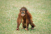 PRM 05 GL0008 01
Baby Orangutan Walking On Grass
