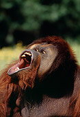 PRM 05 GL0009 01
Head Shot Of Orangutan Vocalizing In Jungle