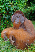 PRM 05 GL0010 01
Portrait Of Orangutan Sitting In Jungle