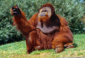 PRM 05 GL0011 01
Orangutan Sitting On Grass In Jungle