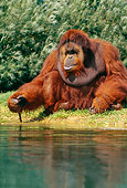 PRM 05 GL0012 01
Orangutan Sitting On Grass By Pond