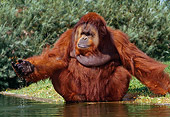 PRM 05 GL0013 01
Orangutan Sitting On Grass By Pond