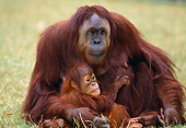 PRM 05 GL0014 01
Orangutan Mother And Baby Sitting On Grass