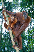 PRM 05 GL0015 01
Orangutan Adult And Young Climbing On Tree In Jungle