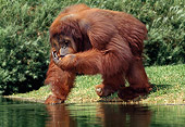 PRM 05 GL0017 01
Orangutan Drinking Water From Pond