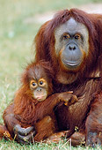 PRM 05 GL0018 01
Portrait Of Orangutan Mother Sitting With Baby On Grass