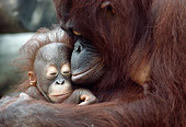 PRM 05 GR0024 01
Close-Up Of Orangutan Mother Holding Baby