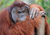 PRM 05 GR0025 01
Close-Up Of Orangutan Leaning On Wooden Post