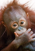 PRM 05 GR0026 01
Portrait Of Baby Orangutan In Studio