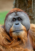 PRM 05 MH0001 01
Head Shot Of Orangutan In Jungle