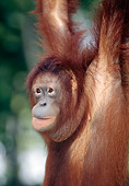 PRM 05 MH0002 01
Close-Up Of Orangutan Hanging From Tree Branch In Jungle