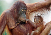 PRM 05 MH0003 01
Close-Up Of Orangutan Mother Holding Baby In Jungle