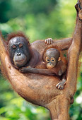 PRM 05 MH0004 01
Orangutan Mother Holding Baby While Hanging From Tree Branch
