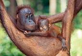 PRM 05 MH0005 01
Orangutan Mother Holding Baby While Hanging From Tree Branch