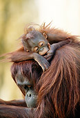 PRM 05 MH0006 01
Portrait Of Orangutan Baby Resting On Mother's Back