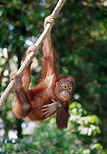 PRM 05 MH0007 01
Young Orangutan Hanging From Tree Branch