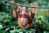 PRM 05 MH0008 01
Young Orangutan Hanging From Rope In Jungle