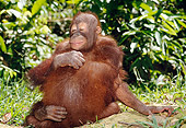PRM 05 NE0005 01
Young Orangutans Hugging In Jungle Borneo, Malaysia